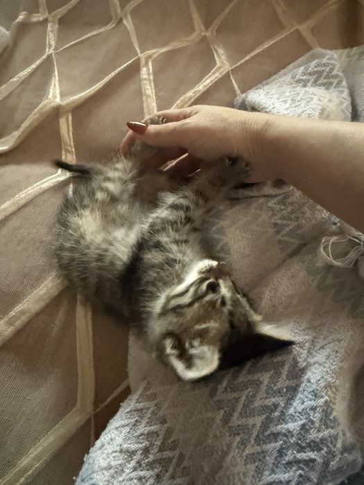 Котенок отдам даром