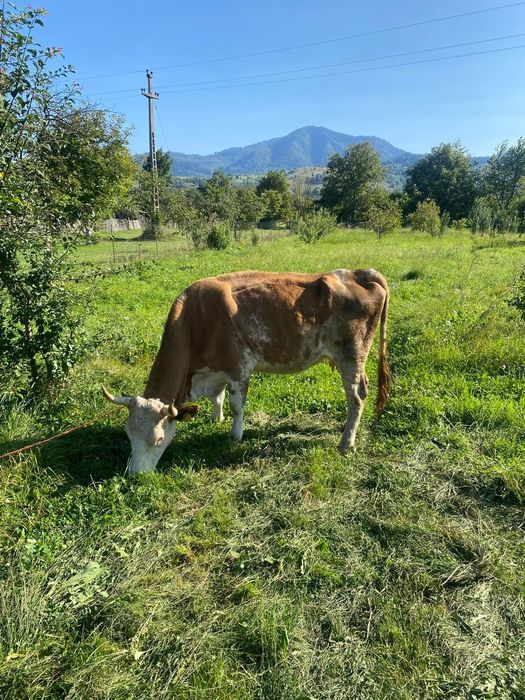 Vând  două vaci preț 140mil