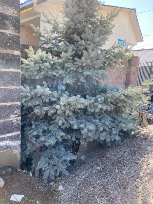 Голубая ёлка пушистый