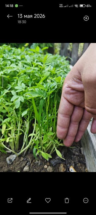 Продажа рассады помидоров