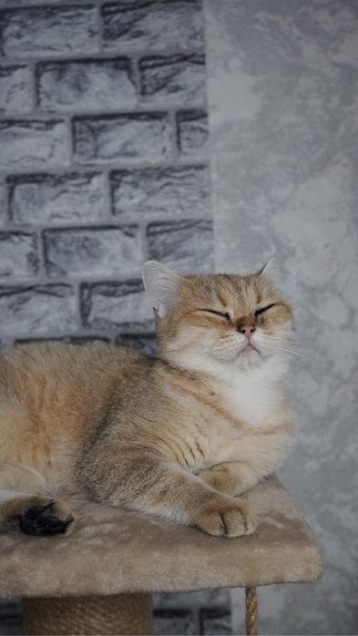 Продается золотая шиншилла