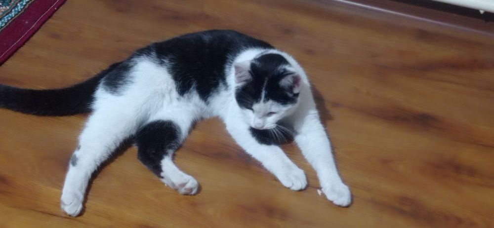 Oʻgʻil bola Mushuk Sotiladi