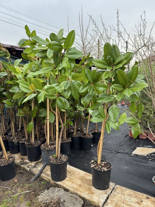 Магнолия Грандифлора(Grandiflora) - вечнозелена