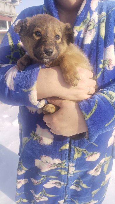 Отдам бесплатно щенков.