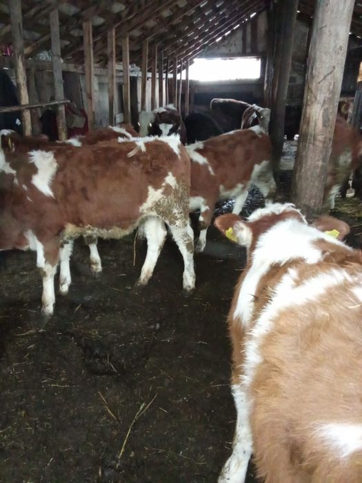 Vind  viței  baltati