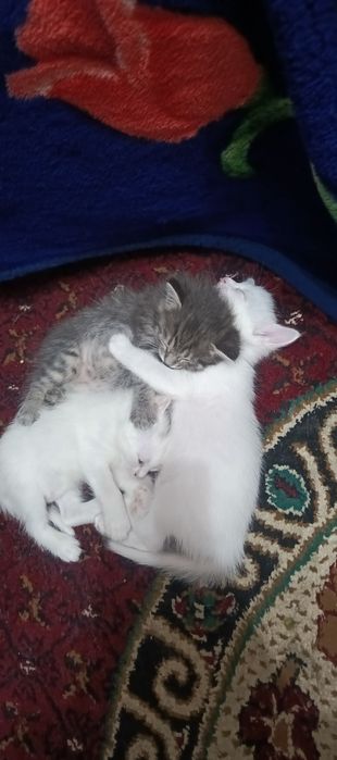 Бесплатно котята