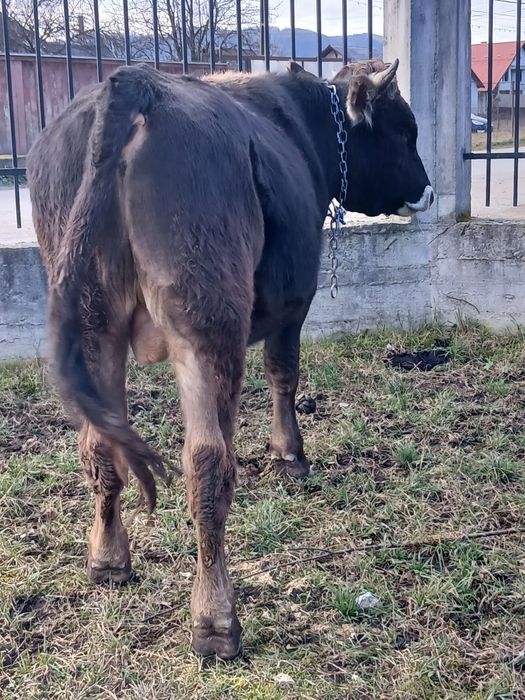 Vând  taur de  un an bun pentru  monta