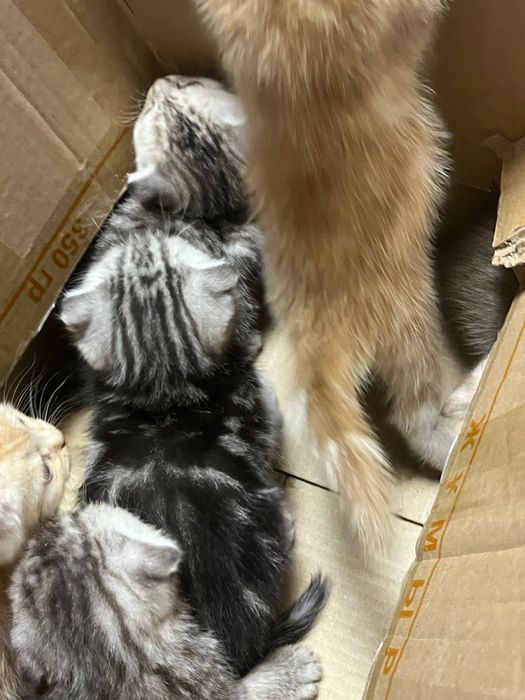 Котята британцы шотландцы