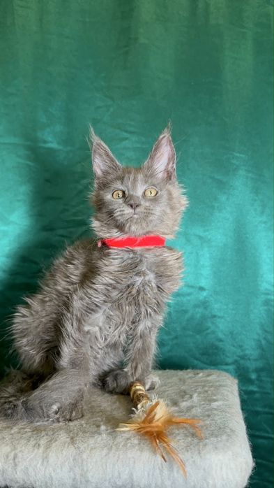 Котята породы Мейн-кун