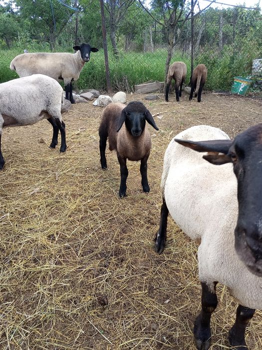 Vând  oi suffolk și metis