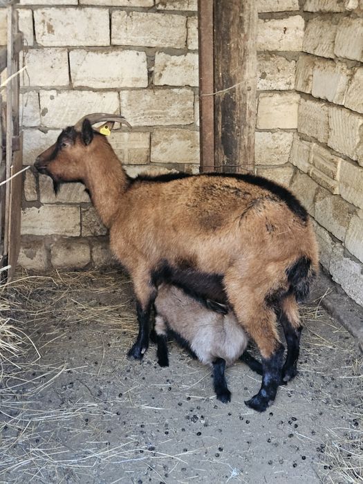 Чешский ешкі сатылады