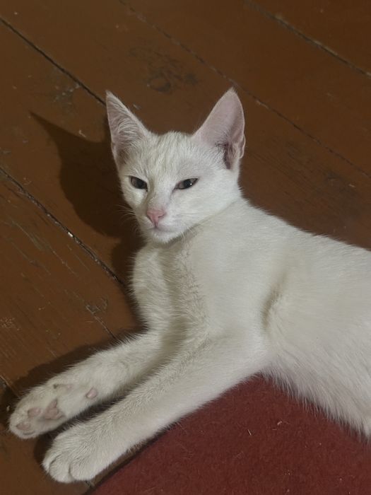 Отдам котят в хорошие руки