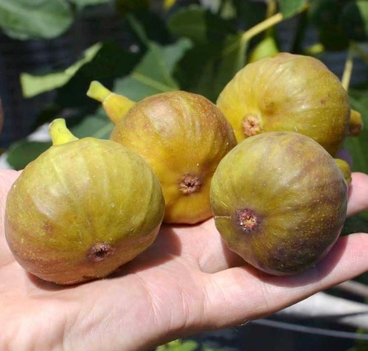 Smochin BIFER 2 productii pe an