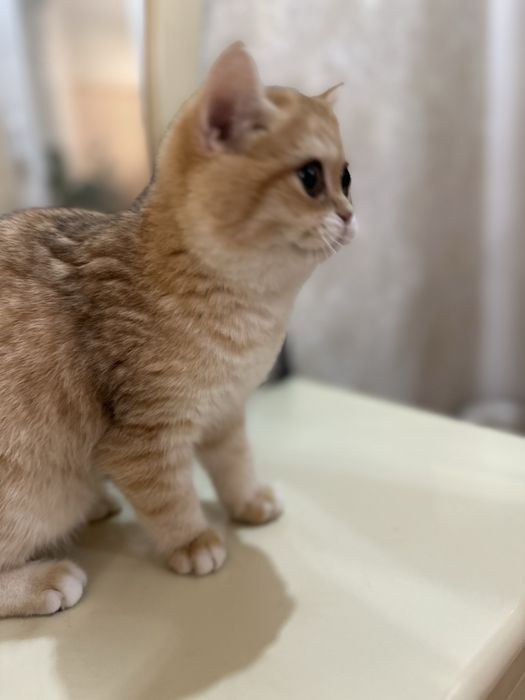 Kотята зoлотой шиншиллы