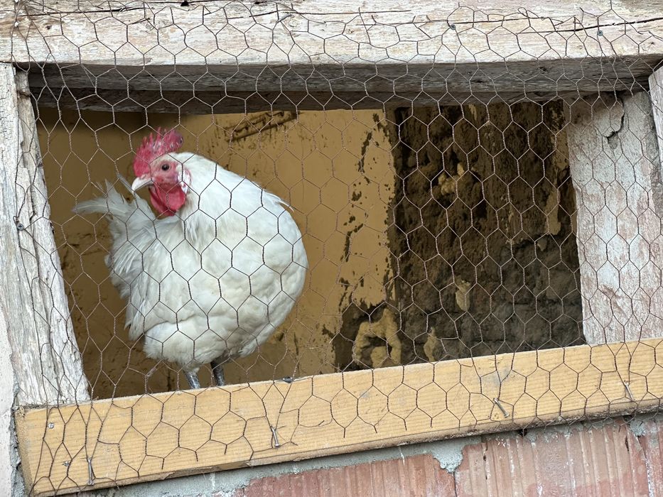Cocos La Bresse