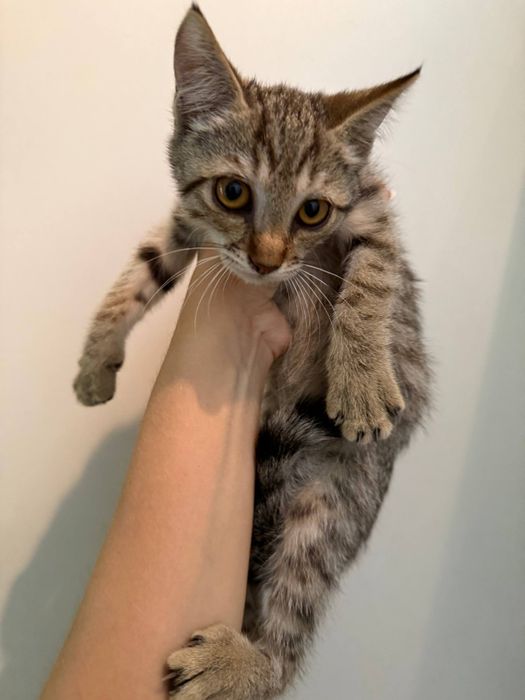 Отдам котят девочек, воспитанных