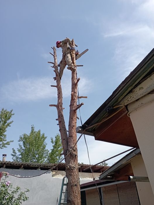 Daraxt kesish shakil berish dorilash