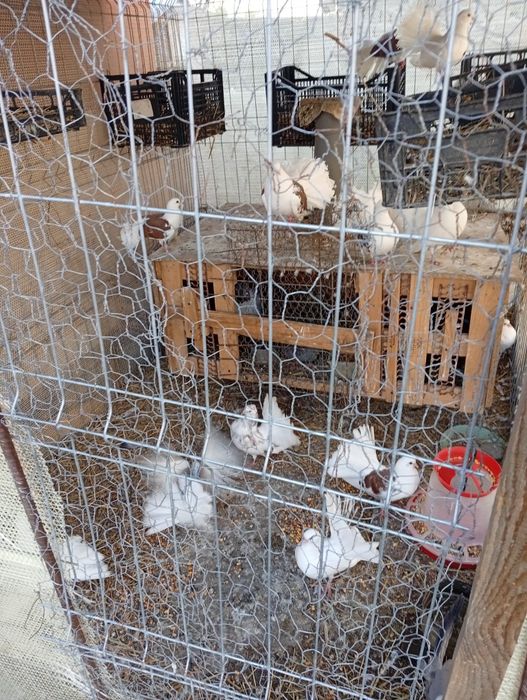 Vand sau schimb pe cereale,pui de gaina sau boboci de rata pret50 lei bucata