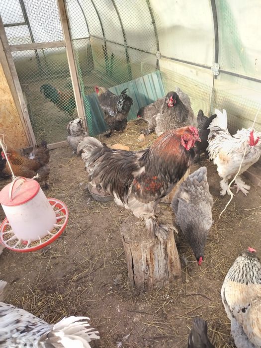 Продам петухов 10-11 месяцев