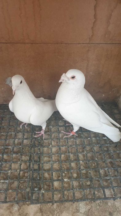 Ocazie! Vand pereche voiajori albi sport sanatosi, deosebiti, TOP!