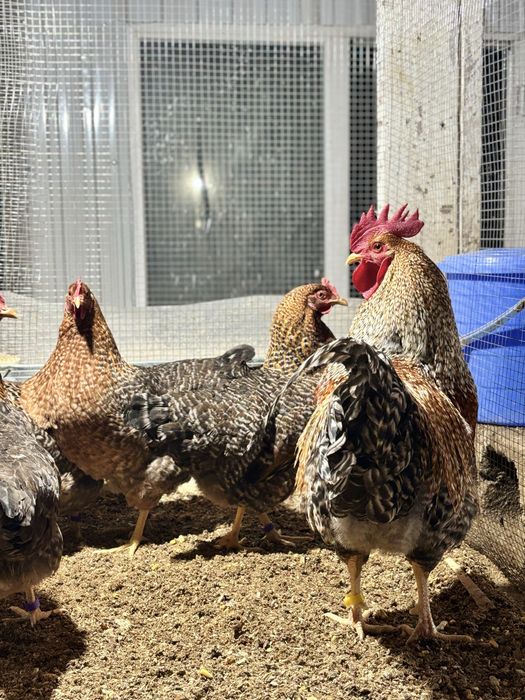 Билефильдер инкубациялық жұмыртқалары