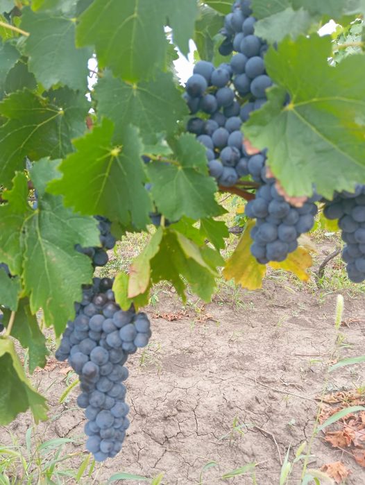Vând struguri de vin din via familiei. Garantăm calitatea și prospețimea lor, fără stricăciuni, ideali pentru un must gustos și un vin de calitate!
