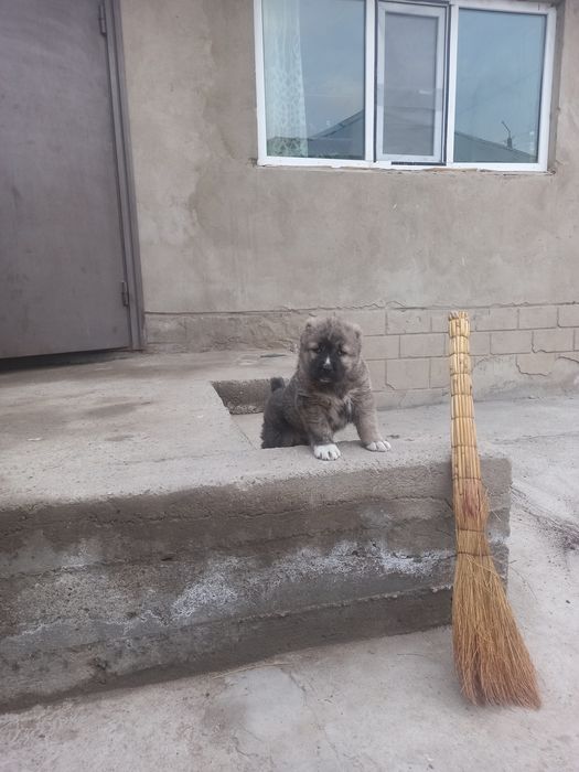 Щенок породы алабай