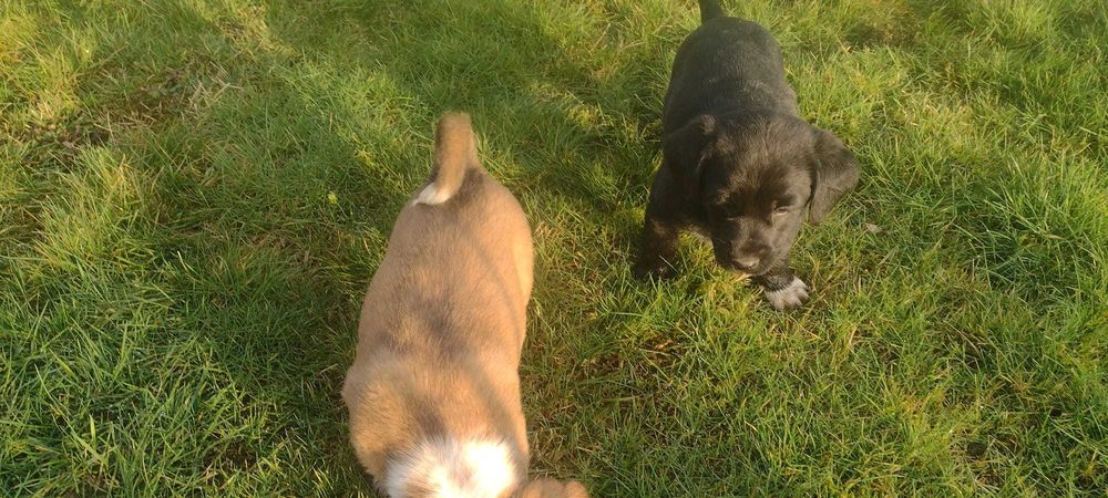 Cățeluși metis vizsla