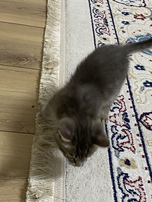 Котенек в добрые руки