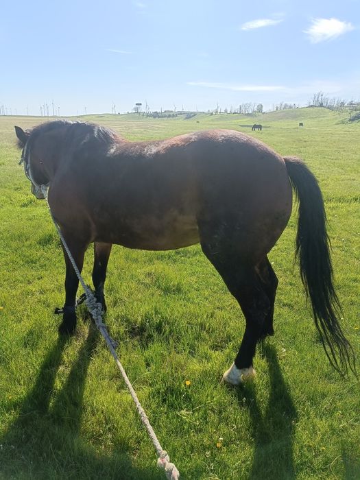 Iapă DE Vânzare  Bună