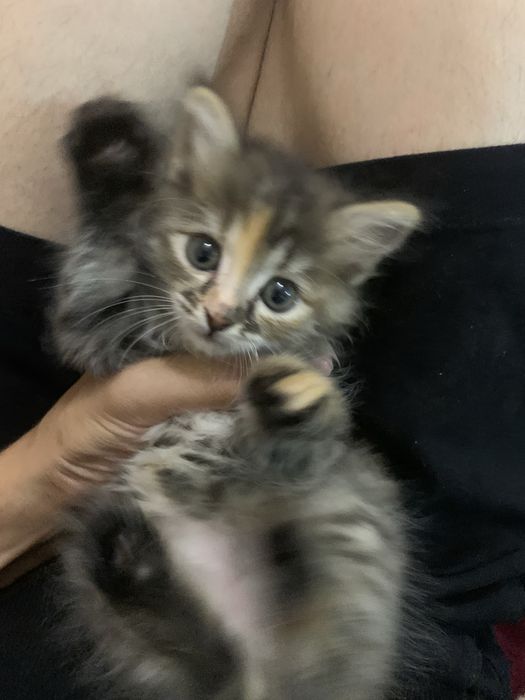 Одам даром кошку