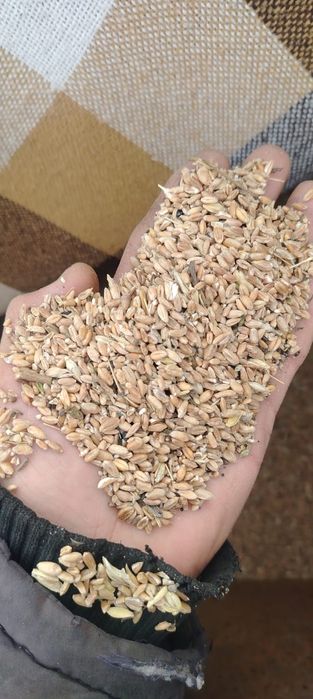 Продам зерноотходы 4500тг /мешок