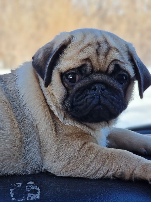 Шикарные щночки мопсика