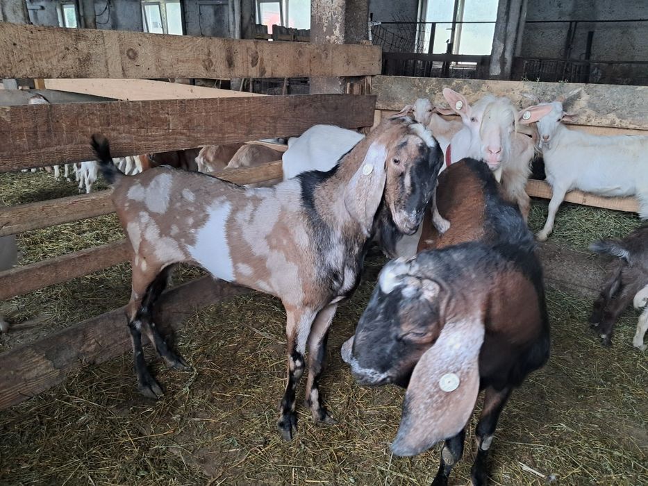 Iezi anglonubieni și saanen