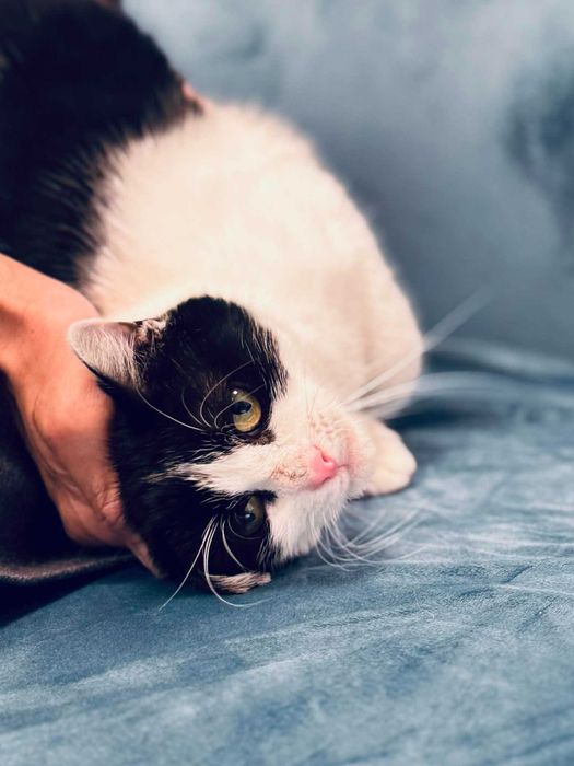 Коте Кари търси дом