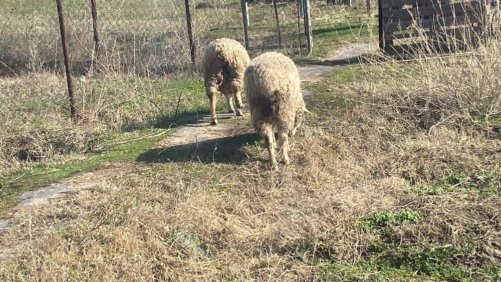 Меренос қоилар бордақы