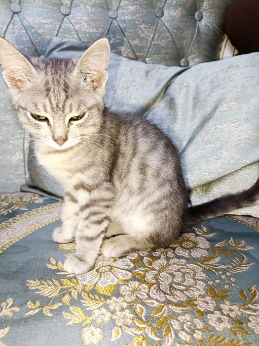Отдам даром котенка