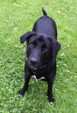 Лабрадор только в хорошие руки