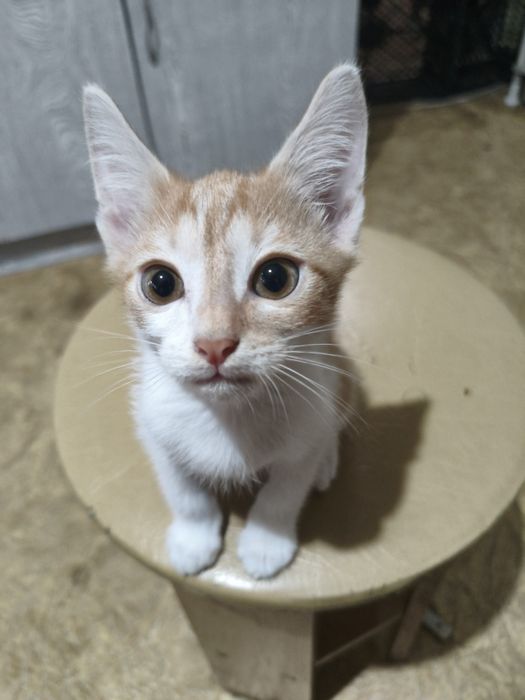 Котята мальчики с доставкой
