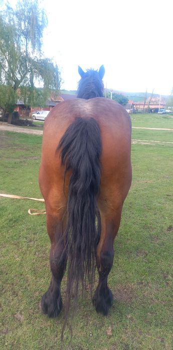 Vând manza de 3 ani