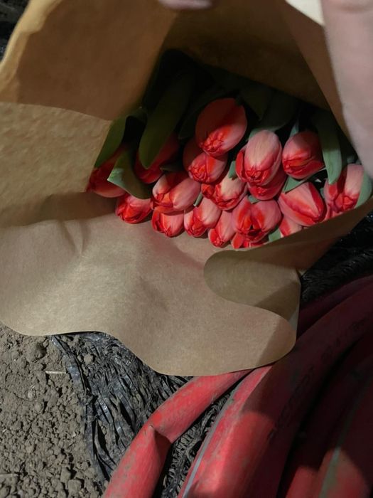 Оптом тюльпаны..