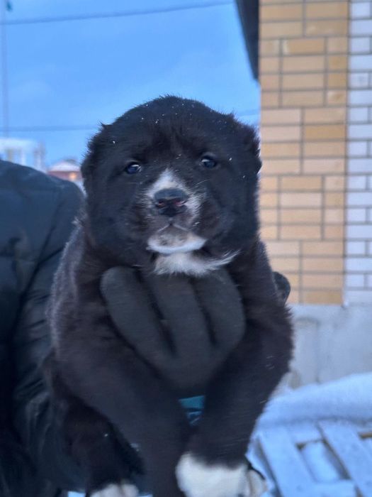 Щенки САО  40 дней 2 сучьки