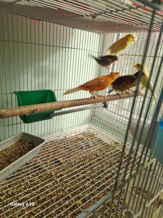 Канарейкалар сотилади.