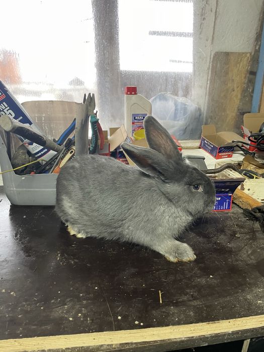 Продам кроликоков