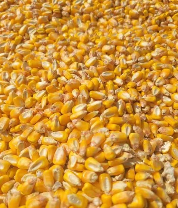 Porumb boabe calitate superioara