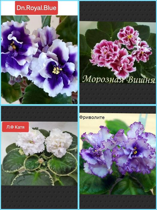 Продам детки сортовых фиалочек