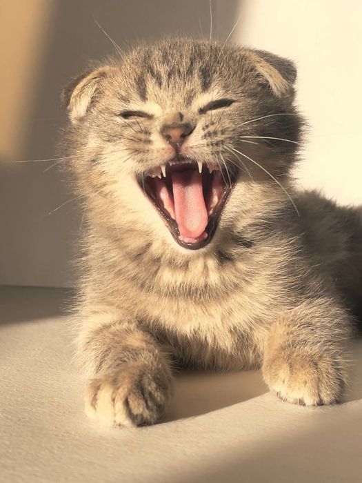 Mushuk, (Кот) годик