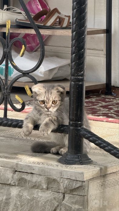 Котята породы Scottish Fold