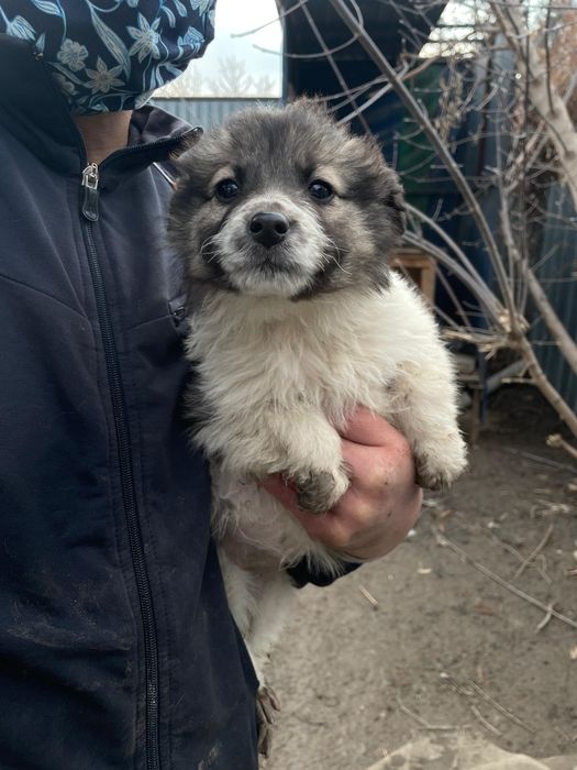 Дворянских кровей щеночки