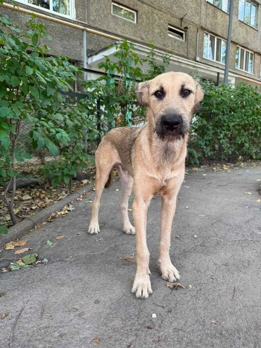 Герц ищет любящего хозяина